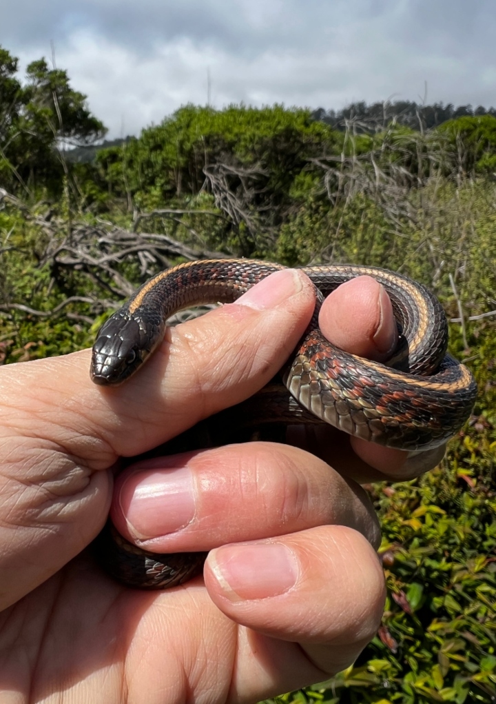 Coast Garter Snake
